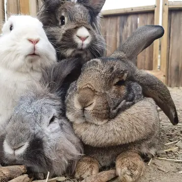 Gårdsbesøk for familien thumbnail 5