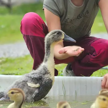 Gårdsbesøk for familien thumbnail 7