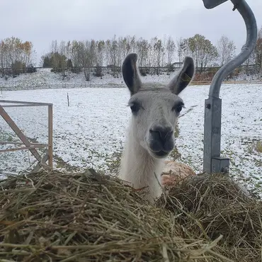 Gårdsbesøk for familien thumbnail 8