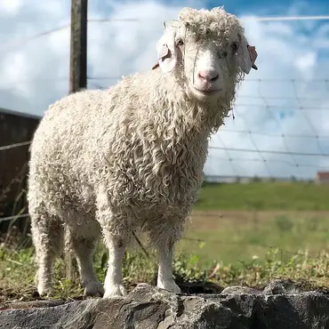 Gårdsbesøk for to thumbnail 2