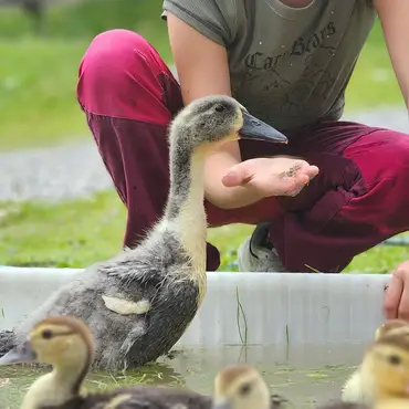 Gårdsbesøk for to thumbnail 4