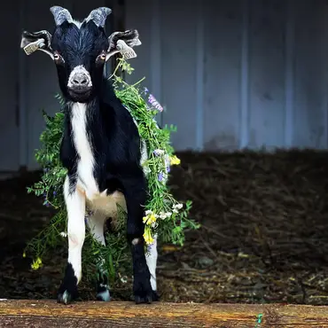 Gårdsbesøk for to thumbnail 5