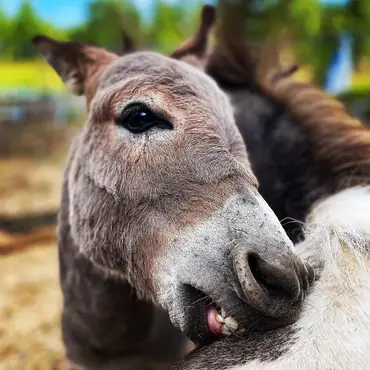 Gårdsbesøk for to thumbnail 6