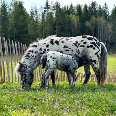 Gårdsbesøk for to thumbnail 7