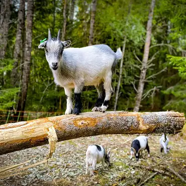 Gårdsbesøk for to thumbnail 8