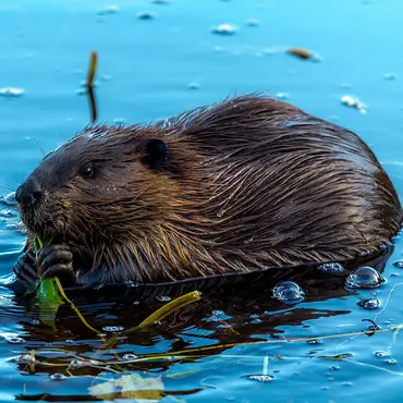 Beversafari thumbnail 1