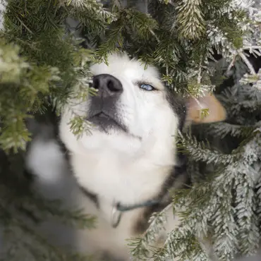 Hundekjøring, kennelbesøk og overnatting thumbnail 3