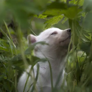 Hundekjøring, kennelbesøk og overnatting thumbnail 5