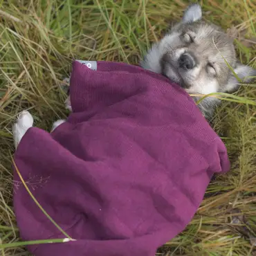 Hundekjøring, kennelbesøk og overnatting thumbnail 7