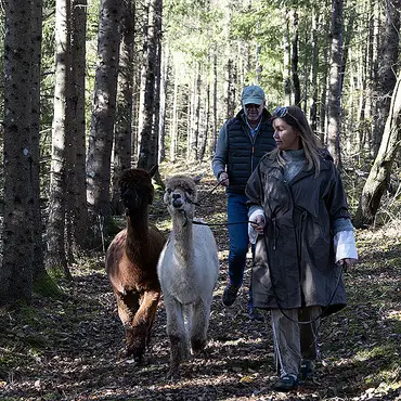 Alpakkavandring for familien thumbnail 4