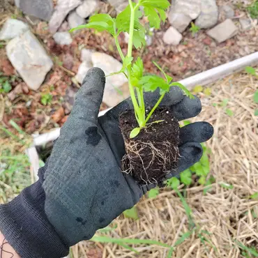 Dyrkekurs for egen hage thumbnail 5