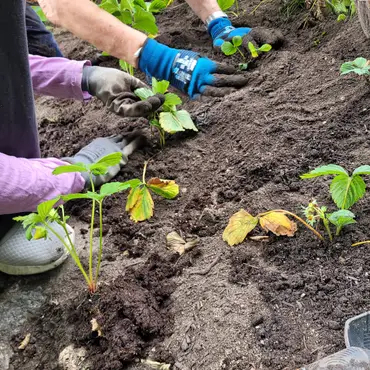 Dyrkekurs for egen hage thumbnail 6