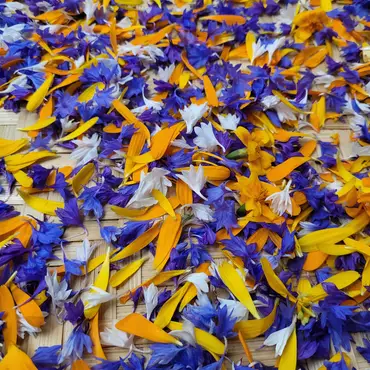 Sankekurs av urter og spiselige blomster thumbnail 7