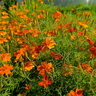 Sankekurs av urter og spiselige blomster thumbnail 9