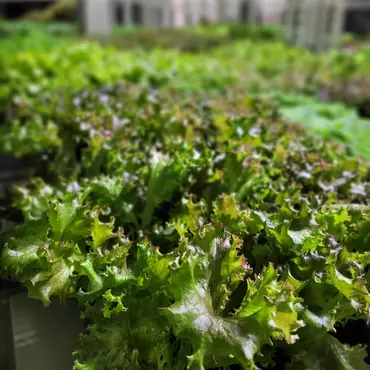 Kurs i vanndyrking thumbnail 5