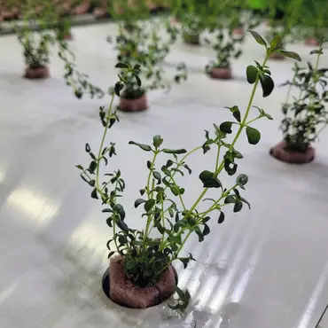 Kurs i vanndyrking thumbnail 6