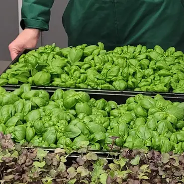 Kurs i hjemmedyrking thumbnail 6