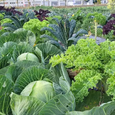 Lær å lage egen kjøkkenhage thumbnail 7