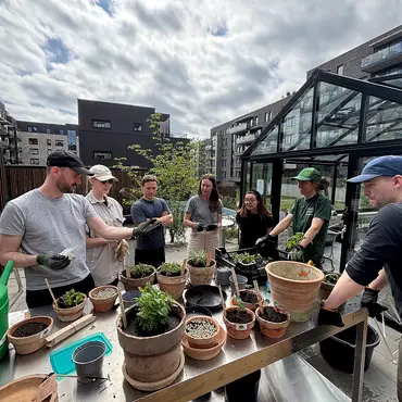 Lær å lage egen kjøkkenhage thumbnail 11