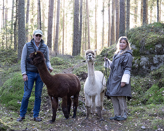 Alpakkavandring for to