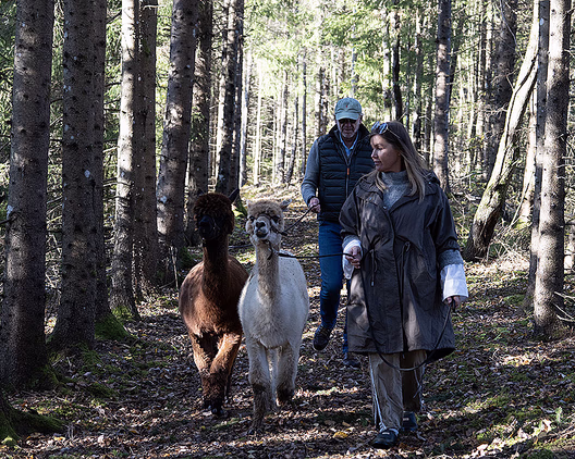 Alpakkavandring for familien
