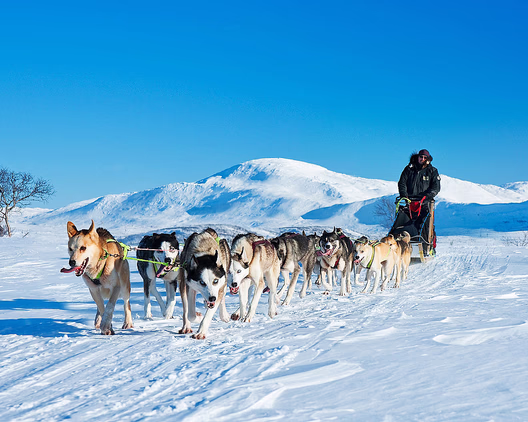 Hundekjøring deluxe