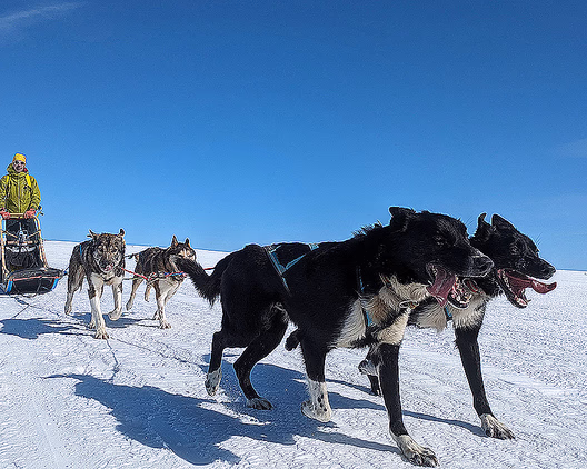 Hundekjøring deluxe