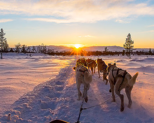 Hundekjøring heldagstur