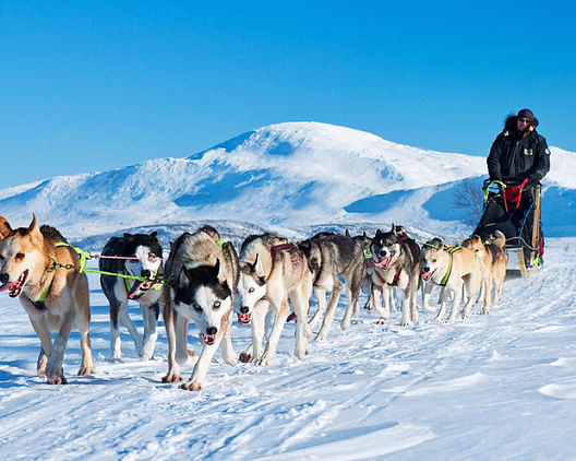 Hundekjøring heldagstur
