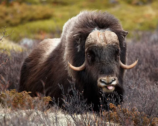 Moskussafari med overnatting