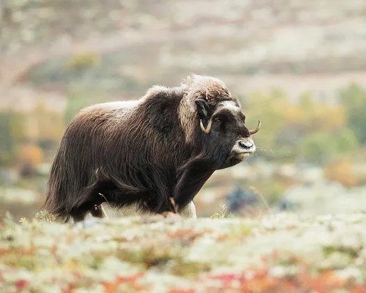 Moskussafari med overnatting