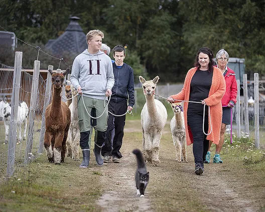 Alpakkavandring for familien