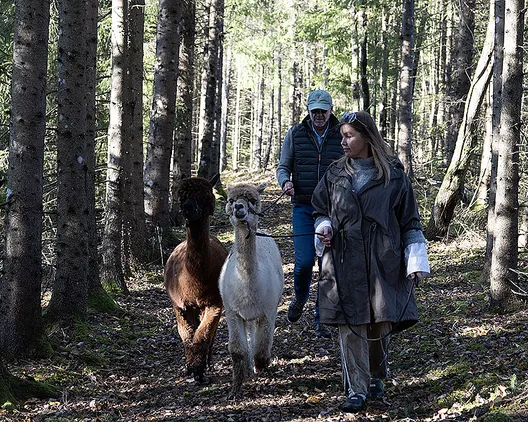 Alpakkavandring for familien