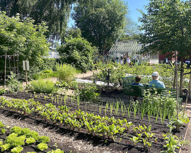 Sankekurs av urter og spiselige blomster