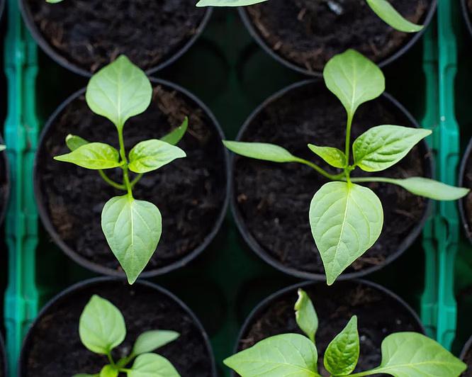 Dyrkekurs for egen hage