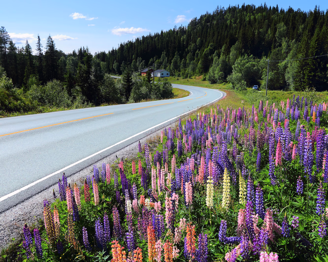 Kjør Vintage Cabriolet heldag