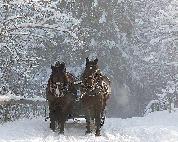 Skogsmiddag i Volldalskoja