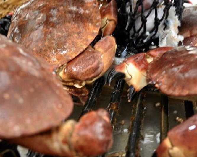 Fisketur med matlaging