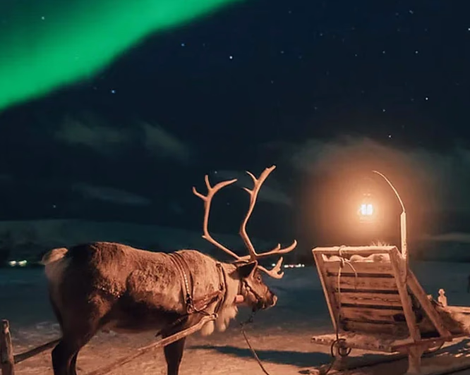 Reinsdyrsafari med middag og nordlys