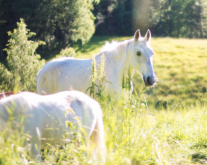 Ponniridning i skogen