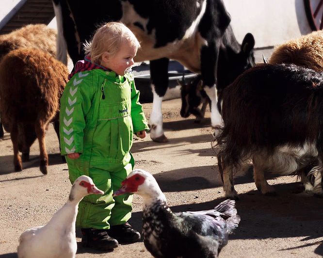 Familiedag i husdyrparken