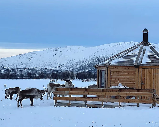 Reinsdyrforing og samisk kultur