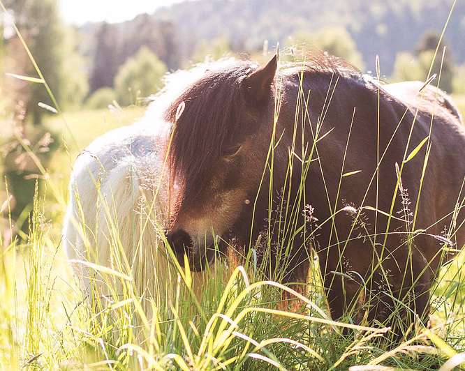 Dyrepasser for en dag