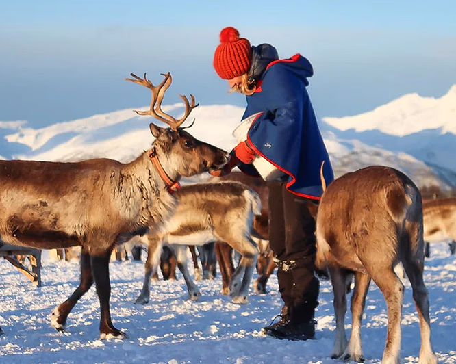 Reinsdyrsafari deluxe