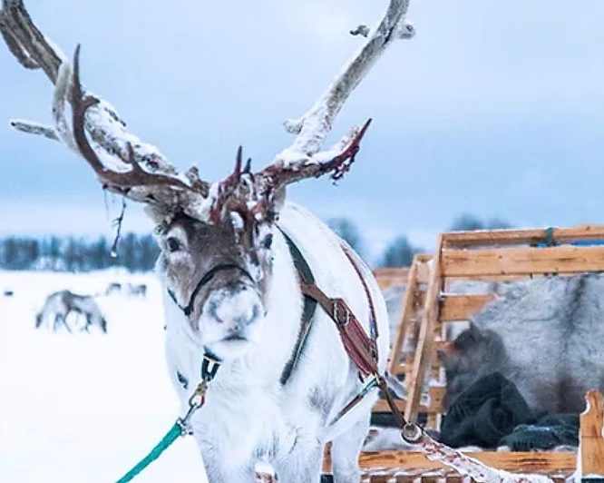 Reinsdyrsafari deluxe