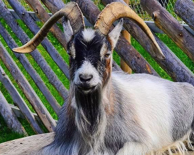 Familiedag i dyreparken