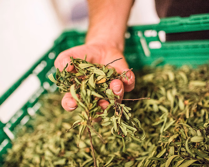 Ginsmaking med destilleriomvisning