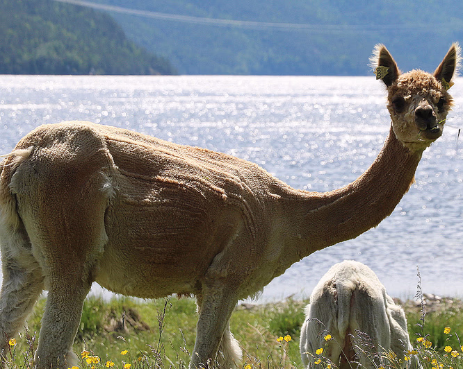 Alpakkaglamping
