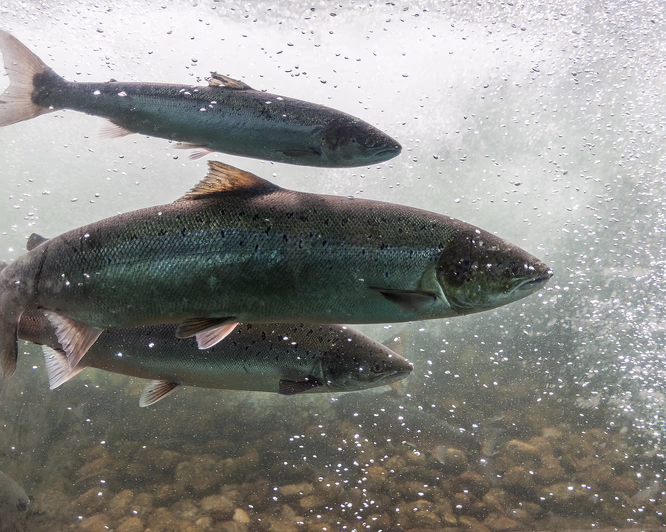 Laksefiske med guide