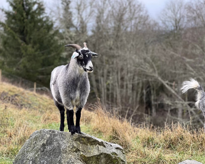 Geitevandring for to